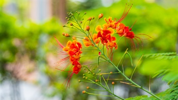 <i>Caesalpinia pulcherrima</i> (Parado Spride)